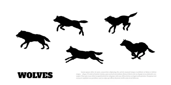 Siluetas negras de bandada de lobos sobre fondo blanco. Corriendo depredadores. Animales forestales — Vector de stock