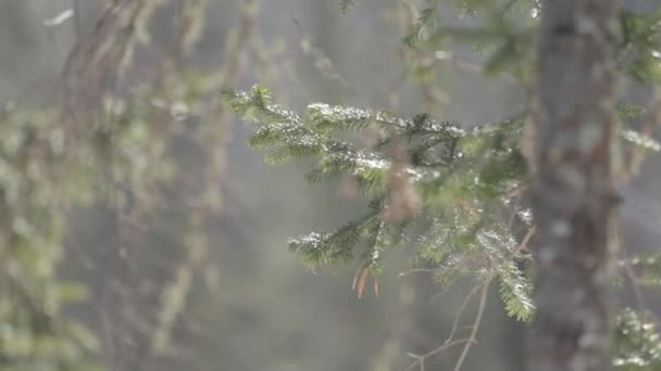 Ramo de pinheiro na floresta na luz solar traseira . — Vídeo de Stock