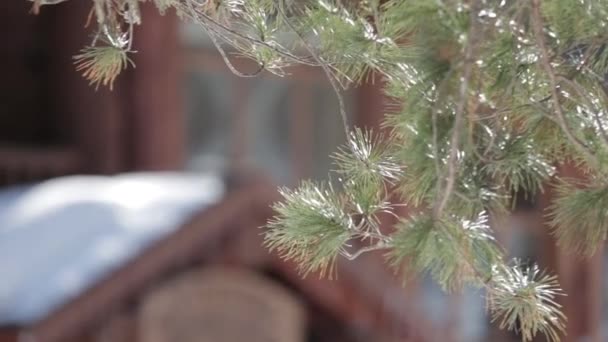 Pine branch in the woods in back sunlight. House in boke — Stock Video