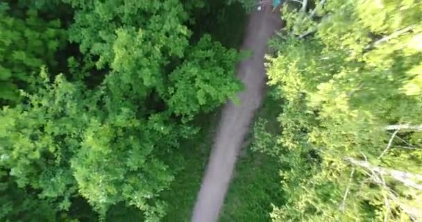 Luchtfoto: vlucht over berken bos bij zonsondergang. — Stockvideo