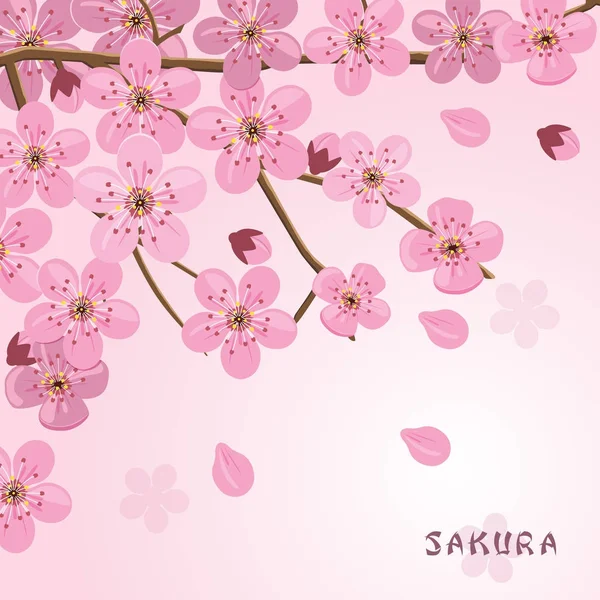 Sakura Flowers Background Japanese Cherry Tree — Stock Vector