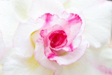  Açelya çiçekleri sabah açıyor, güneş parlıyor..