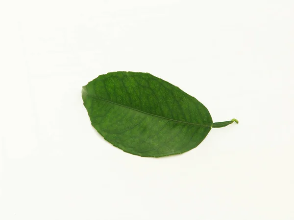Limon yaprağı, yeşil, izole