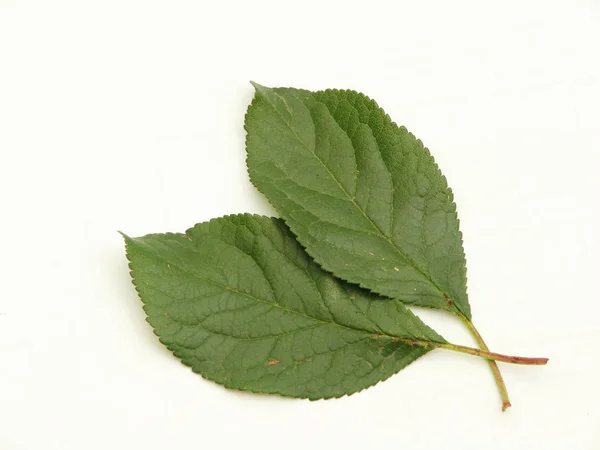 Plum bladeren, groen, geïsoleerd op witte achtergrond — Stockfoto