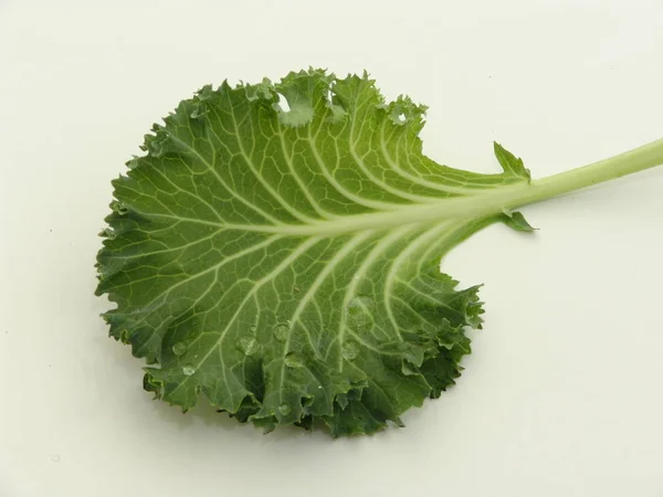 Салат, зелений, ізольований на білому тлі — стокове фото
