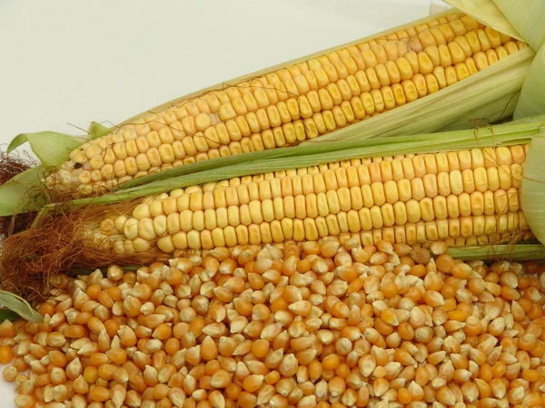 Kukurydza, żywności, warzyw, kolby kukurydzy — Zdjęcie stockowe