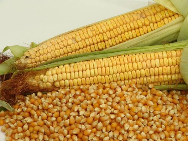 Mısır, gıda, sebze, cob, Mısır