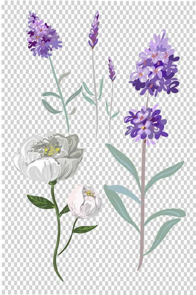 Lavender and peony vector flowers collection isolated on transparent background — Stock Vector