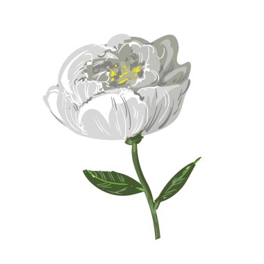 Beyaz Şakayık çiçeği beyaz izole