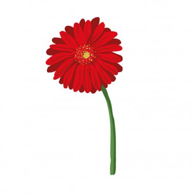 beyaz zemin üzerine kırmızı çiçek. doğal zerafeti illüstrasyon tasarımı ile çiçeklenme gerbera