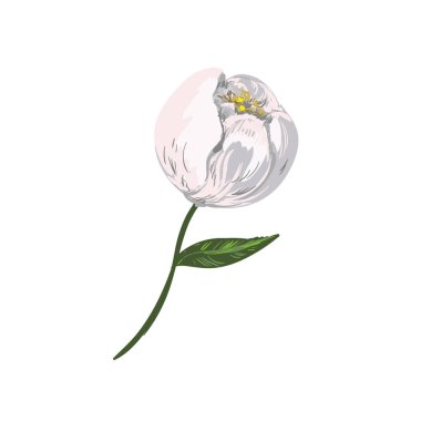 Beyaz arka plan üzerinde izole pamuk. Vektör çizim