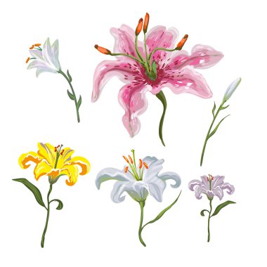 Lilyum çiçek beyaz arka plan üzerinde renkli. Süsleme düğün davetiyeleri ve tebrik kartı.