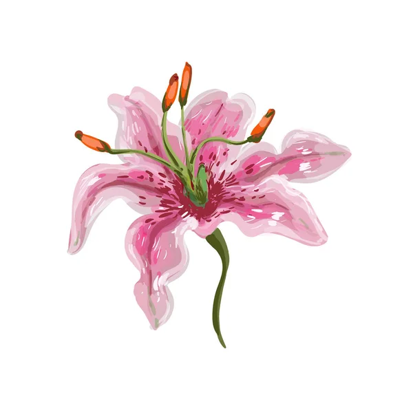 Vektor realistisches zartes Aquarell wie leuchtend rosa Lilie auf weiß — Stockvektor