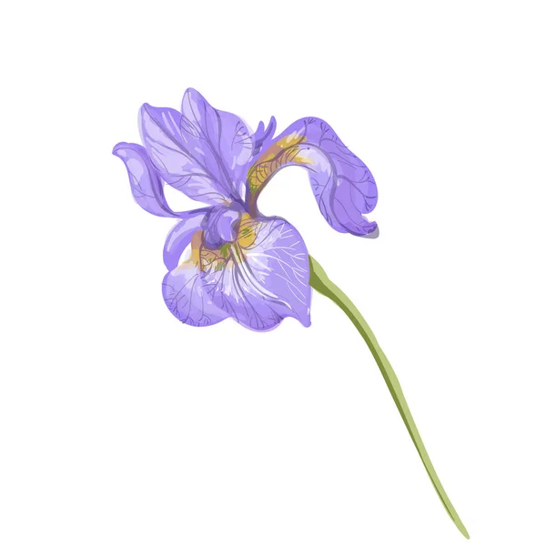 Vintage beautiful tender violet iris vector hand drawing isolated on white background — Stock Vector