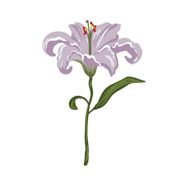 Vector realistic vivid light violet lily on white — Stock Vector