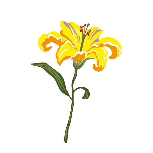 Vektor lily kuning nyata pada putih - Stok Vektor