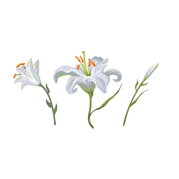Illustration med vit Lilja blommor i olika skeden isolerad på vit bakgrund — Stock vektor