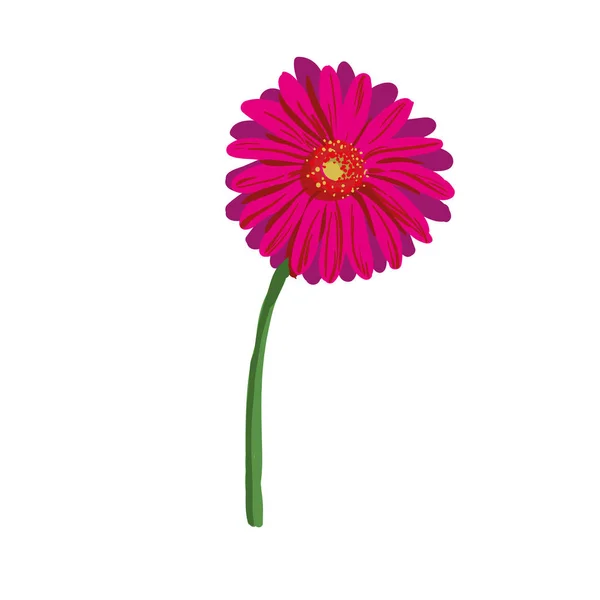 Röd blomma på vit bakgrund. naturlig elegans illustration design med blommande gerbera — Stock vektor