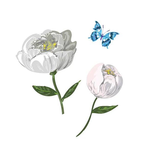 Éléments floraux de pivoine blanche avec papillon isolé sur blanc — Image vectorielle