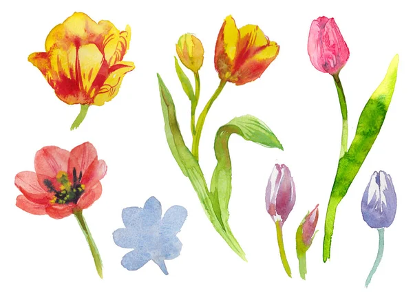 Set collezione tulipani acquerello con foglie isolate su bianco per creare composizioni e mazzi di fiori dipinti a mano arte — Foto Stock