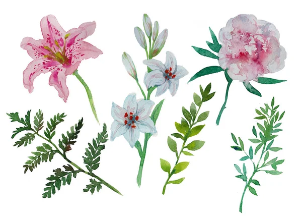 Set con acquerello peonia giglio felce primavera estate collezione con elementi naturali fiori foglie verdi per bouquet — Foto Stock