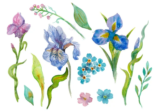 Set of watercolor garden flowers forget-me-not iris leaves hand drawn design elements — Stock Photo, Image