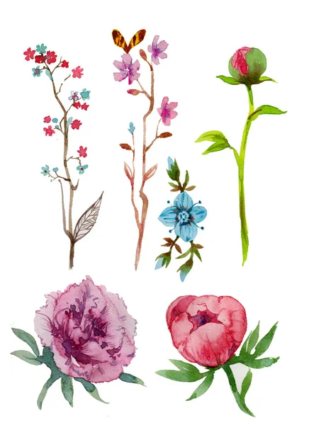 Romantische aquarel pioenrozen, botanische illustratie van hoge kwaliteit. Takken met toppen en bessen geïsoleerd op wit — Stockfoto