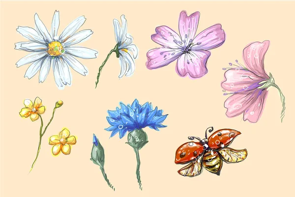 Lady bug flying with flowers set vector collection of cornflower chamomile buttercup with buds for compositions and bouquets vector illustration — Stock Vector