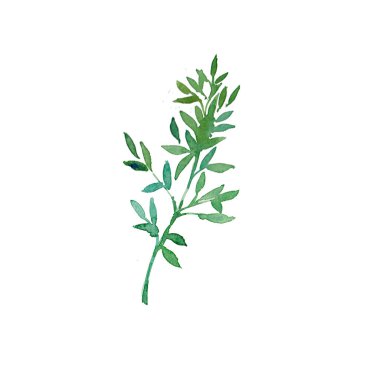 Suluboya el beyaz izole şube yapraklarda boyalı