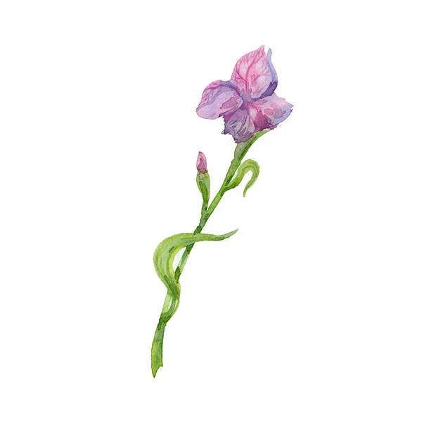 Hermosa acuarela rosa flor del iris. Ilustración floral acuarela pintada a mano aislada en blanco —  Fotos de Stock