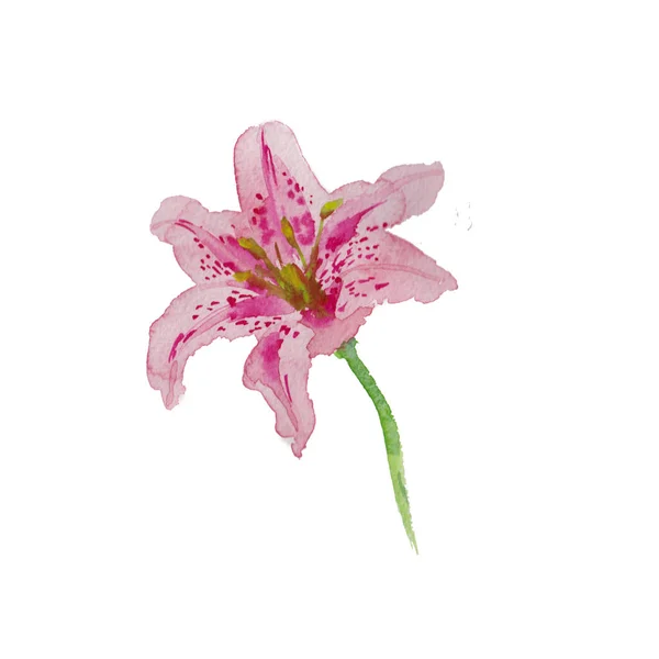 Watercolor lily pink color isolated on white hand painted art — Stock Photo, Image