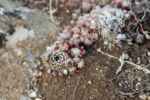 Un primo piano di una roccia con licheni — Foto Stock