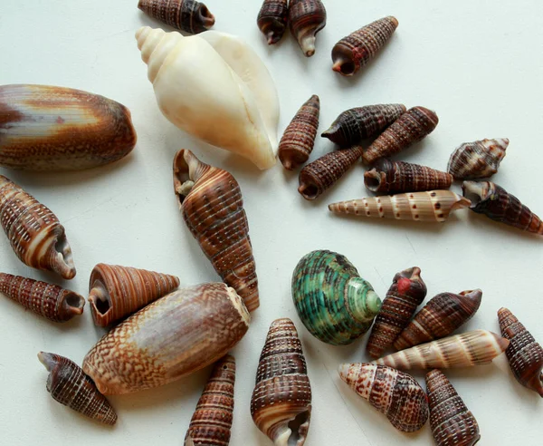 set of small brawn seashells on white background