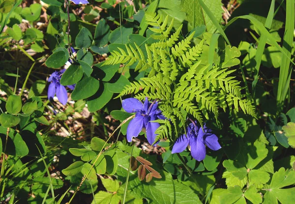 A green plant with blue flowers in a garden — Stock Photo, Image