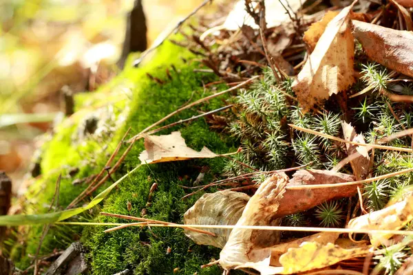 Macro foto di muschio e foglie secche — Foto Stock