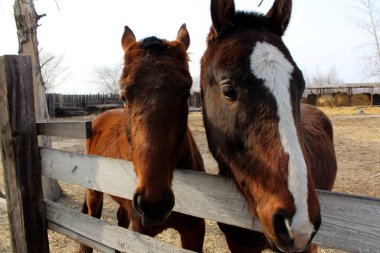 Kahverengi atlar çiftlikte beyaz noktalı