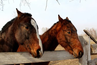 Kahverengi atlar çiftlikte beyaz noktalı