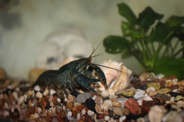 Grijze kanker op spierstenen in aquarium — Stockfoto