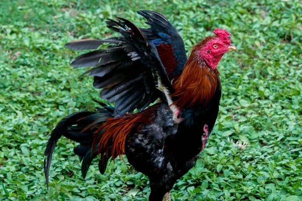 Rooster in a field — Stock Photo, Image