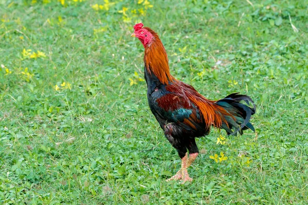 Rooster in a field — Stock Photo, Image