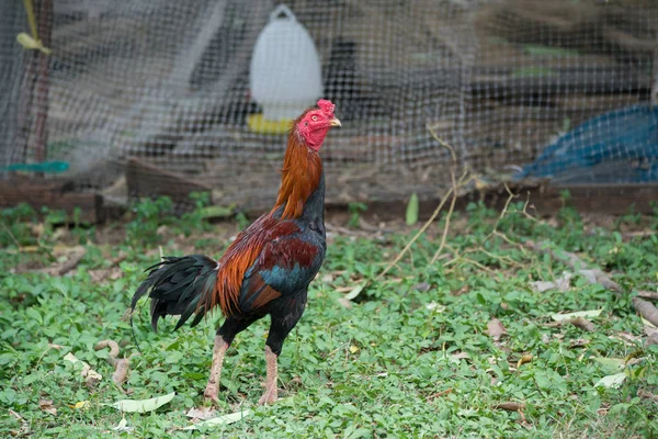 Rooster in a field — Stock Photo, Image