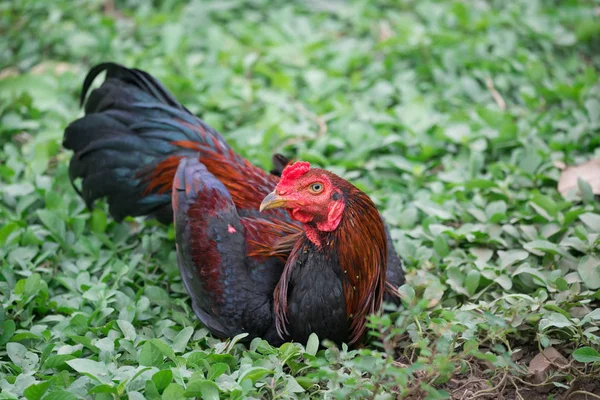 Rooster in a field — Stock Photo, Image