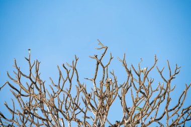 Yaprak döken ağaçlar 