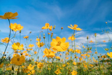 Sarı cosmos çiçek 