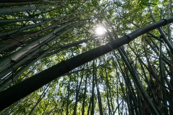 Forêt de bambous verts — Photo