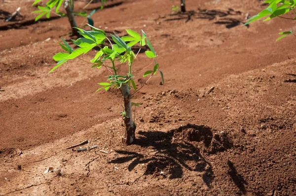 La mandioca creciendo en la plantación — Foto de Stock