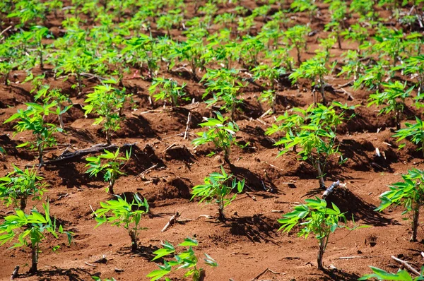 Uprawa plantacji maniok — Zdjęcie stockowe
