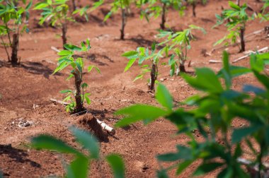 Manyok plantasyon içinde büyüyen