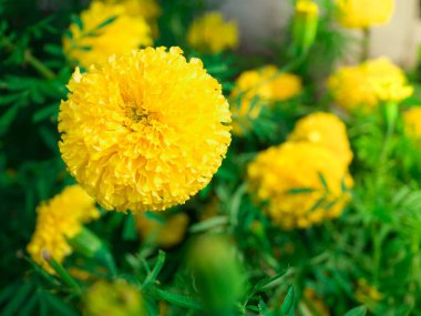 Bulutlu mavi gökyüzü