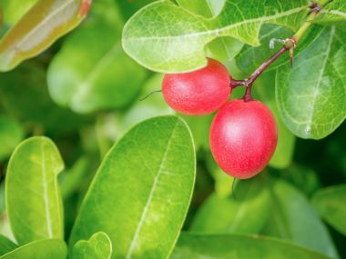 Bengal frenk üzümü veya Karanda